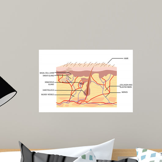 Anatomy Skin