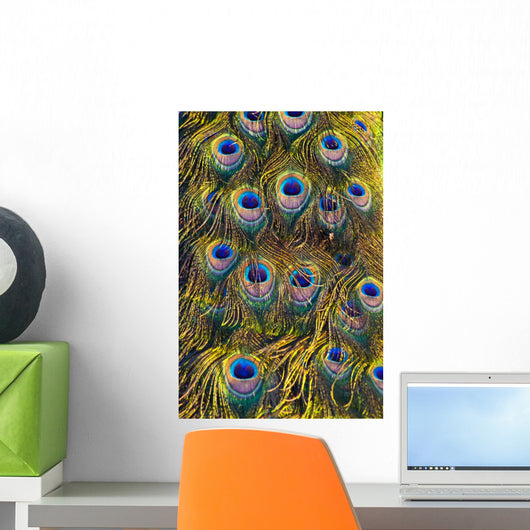 Colourful Peacock Feather