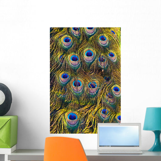 Colourful Peacock Feather