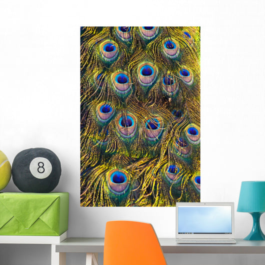 Colourful Peacock Feather