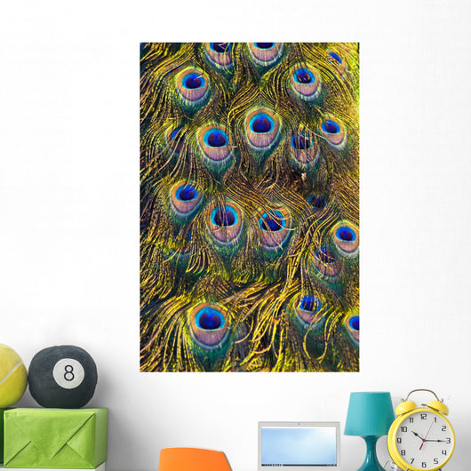 Colourful Peacock Feather