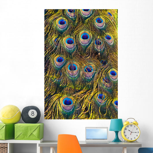 Colourful Peacock Feather