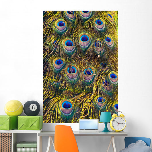 Colourful Peacock Feather