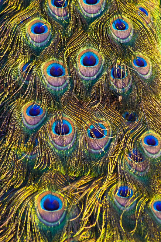 Colourful Peacock Feather