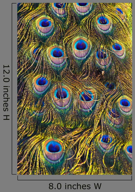 Colourful Peacock Feather