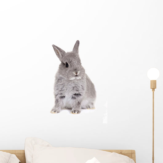 Gray baby bunny, rabbit Wall Decal