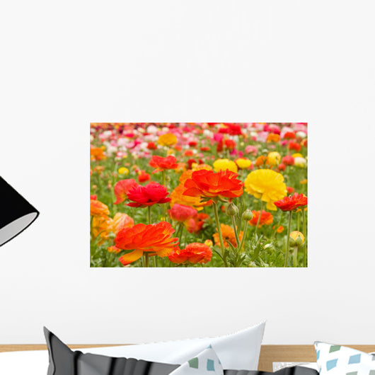 asiatic ranunculus flowers Wall Mural