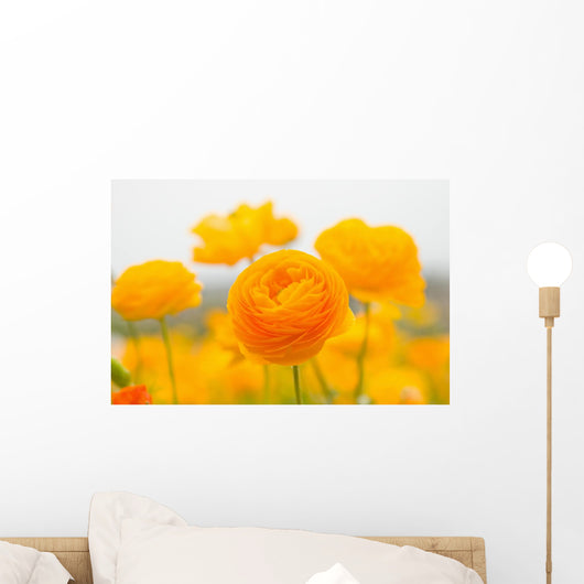 asiatic ranunculus flowers Wall Mural