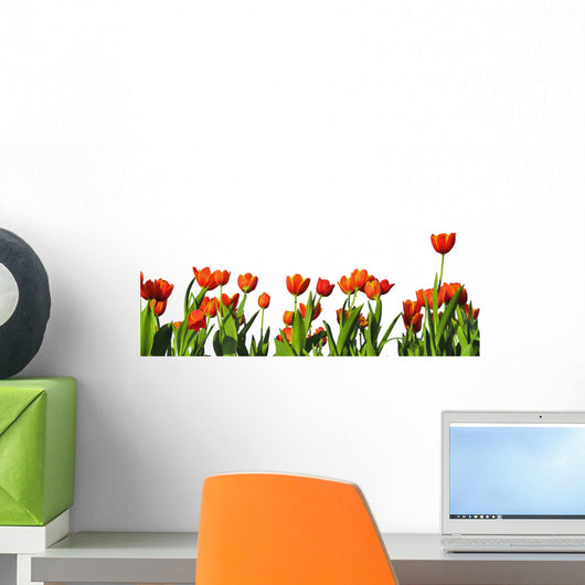 Row Tulip
