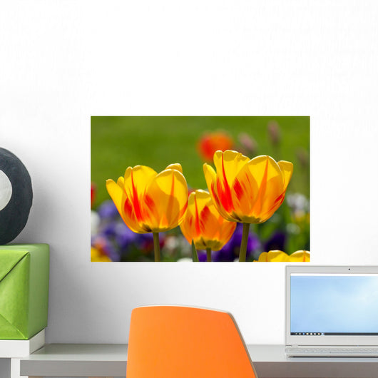 Yellow Tulips Closeup