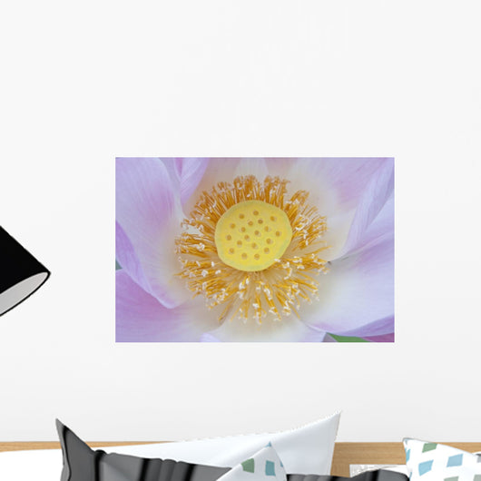 Water Lilly Bloom Flower