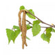 Flowers, leaves Wall Decal