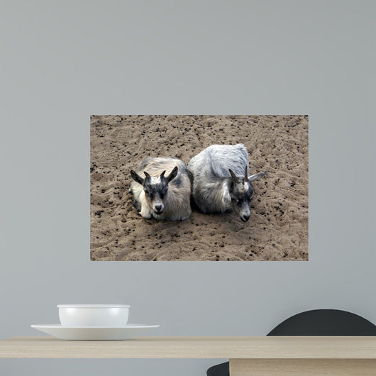 Animals Wall Mural