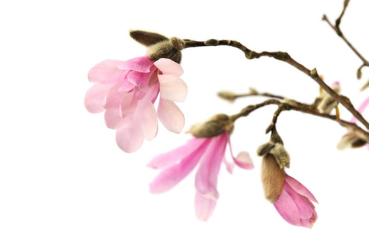 Pink Magnolia Flowers Wall Decal