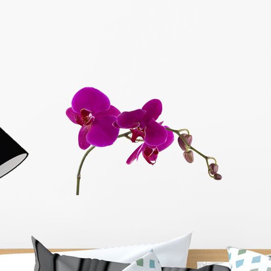 Orchid Wall Mural