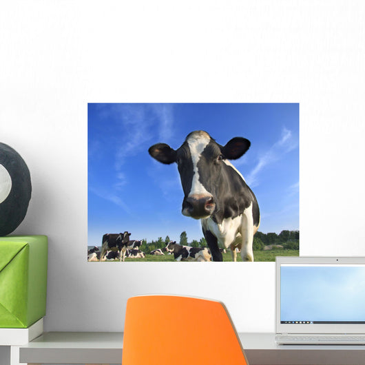 dairy cows Wall Mural