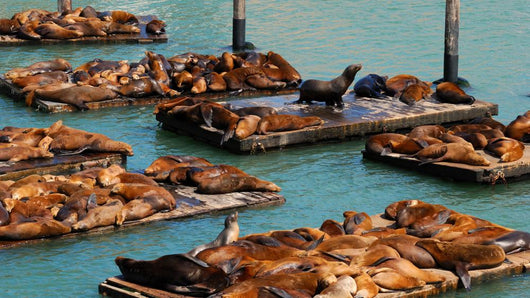 Sea Lion Pier 39 Wall Decal