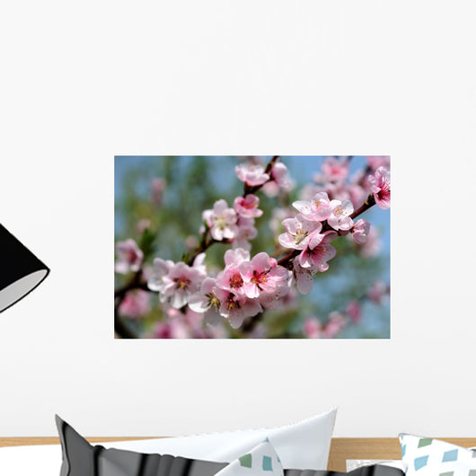 Almond Blossom