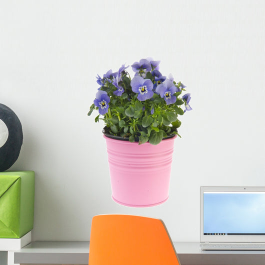 Blue Pansy Plant
