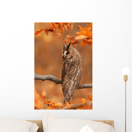 Long Eared Owl Wall Mural