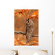 Long Eared Owl Wall Mural