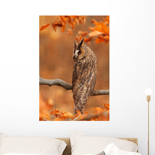 Long Eared Owl Wall Mural