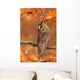 Long Eared Owl Wall Mural