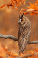 Long Eared Owl Wall Mural