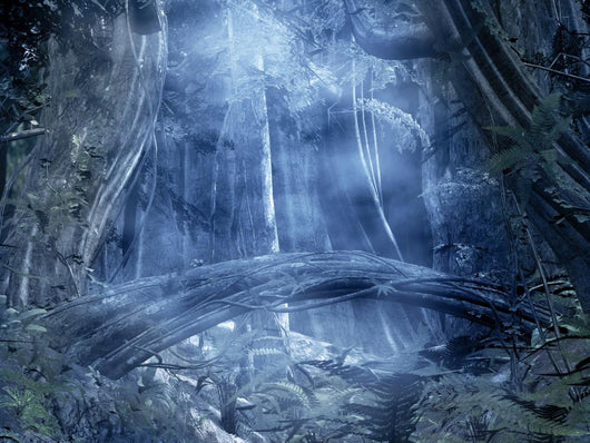 Foggy Forest