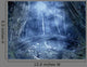 Foggy Forest
