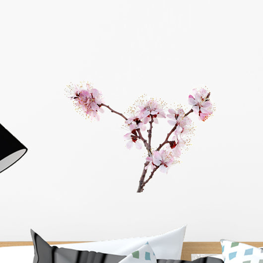 Blossoming Apricot