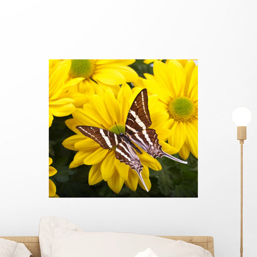Papilio Antaeus Butterfly