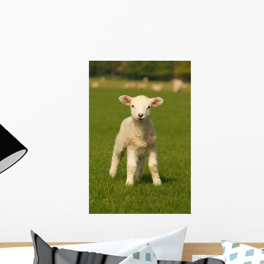 Curious Little Lamb