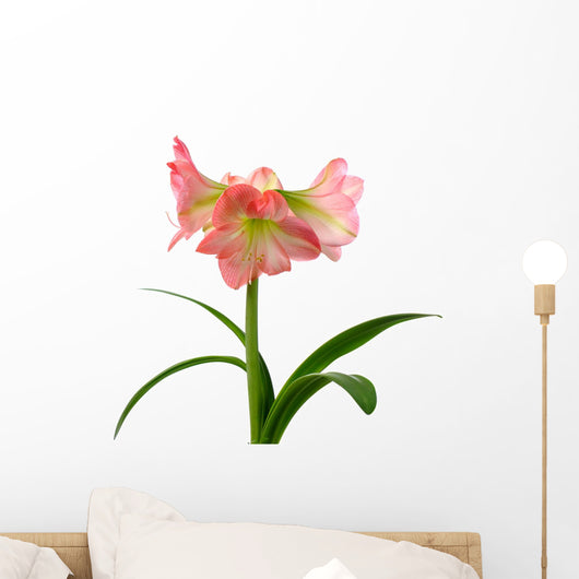 Blooming Amaryllis