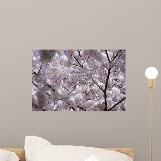 Cherry Blossom Wall Mural