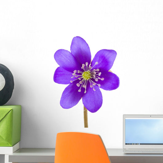 Hepatica Flower