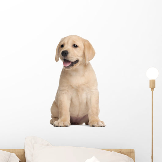 Labrador puppy, 7 weeks old, in front of white background Wall Decal
