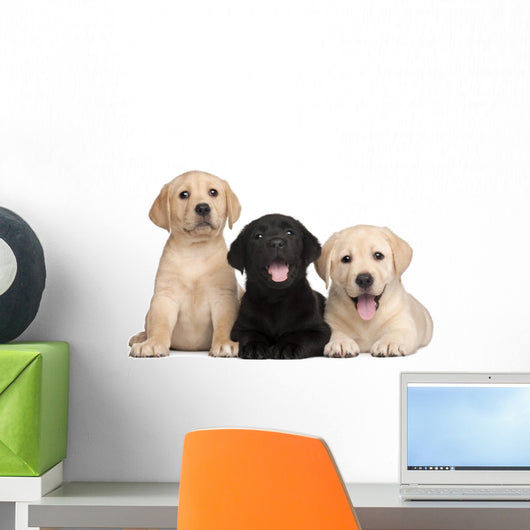 Three Labrador Puppies 7