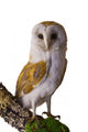 Perched Barn Owl Wall Decal