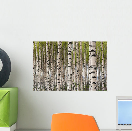 Birch Trees Wall Mural