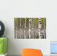 Birch Trees Wall Mural