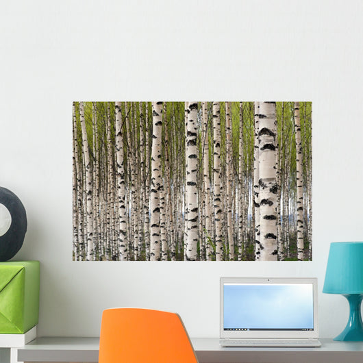 Birch Trees Wall Mural