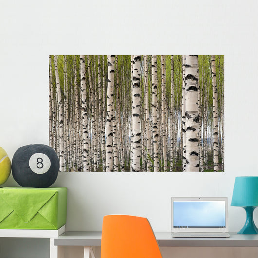 Birch Trees Wall Mural