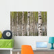 Birch Trees Wall Mural