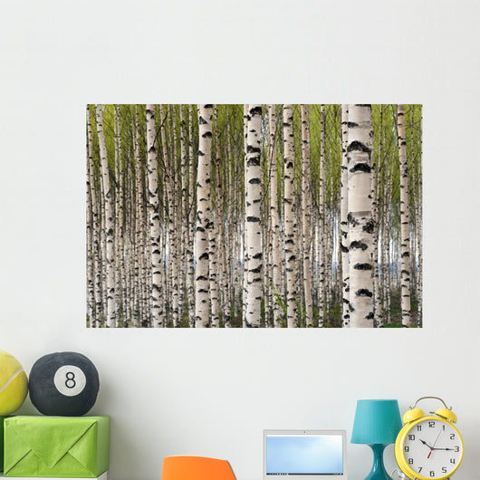 Birch Trees Wall Mural