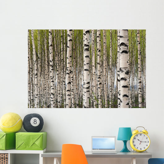 Birch Trees Wall Mural