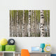 Birch Trees Wall Mural