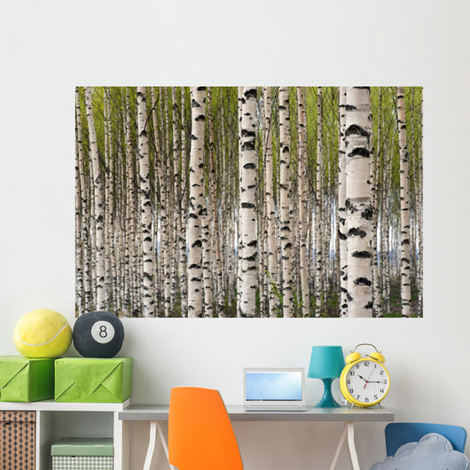 Birch Trees Wall Mural
