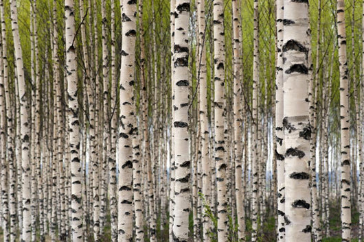 Birch Trees Wall Mural