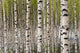 Birch Trees Wall Mural